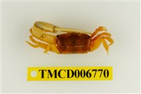 藏品(乳白南方招潮蟹)的圖片